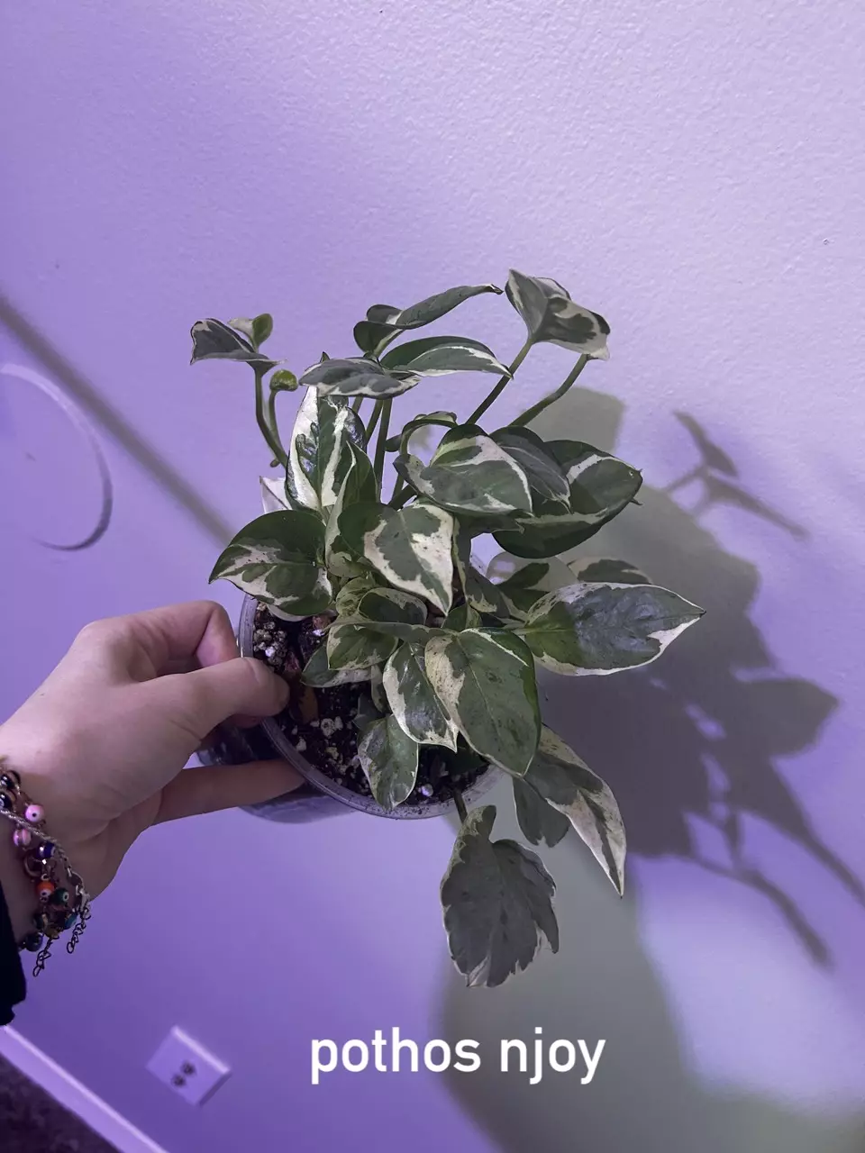 plant/pothos njoy-0