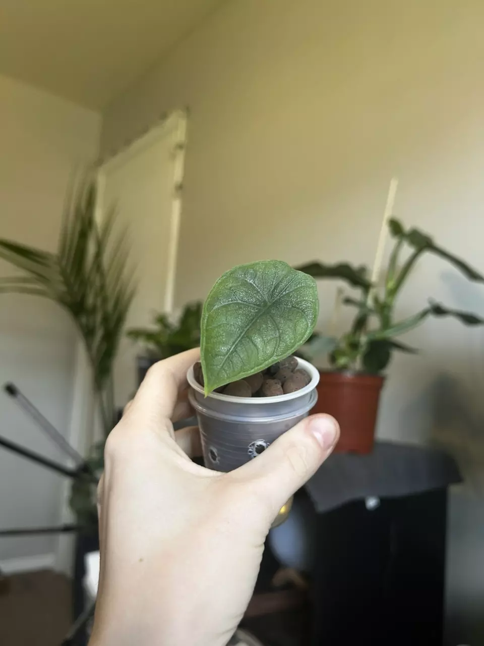 plant/alocasia melo-0