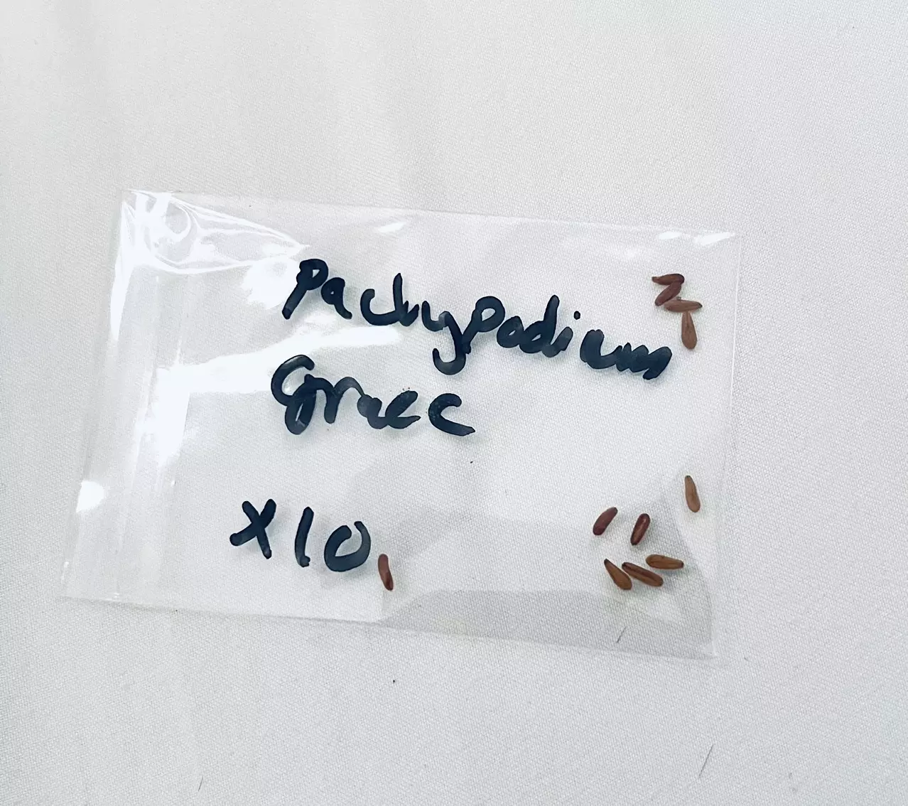 plant/Pachypodium Gracillus seed 10x-0