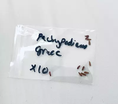plant/Pachypodium Gracillus seed 10x-0-thumbnail