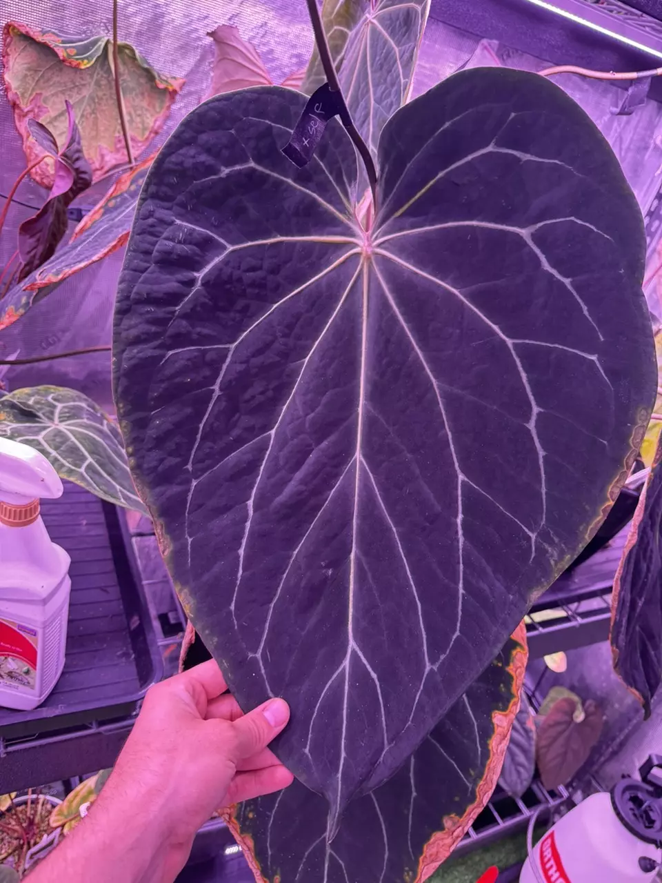 plant/Anthurium Tim Anderson Stripey x crystallinum Labyrinth germinated seeds.-1