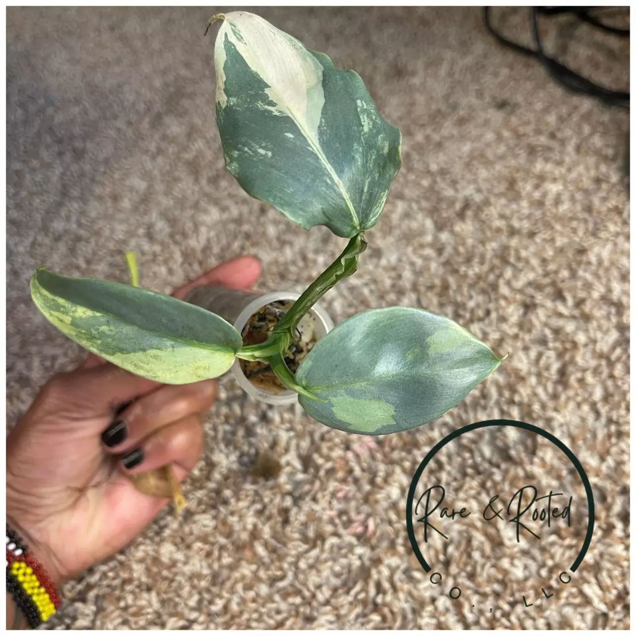 plant/Philodendron Silver Sword-0