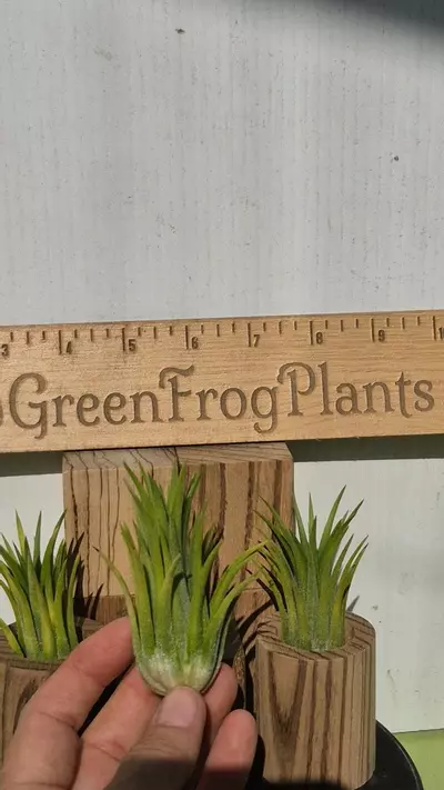 plant/T17 Tillandsia ionantha 'Druid'-0-thumbnail