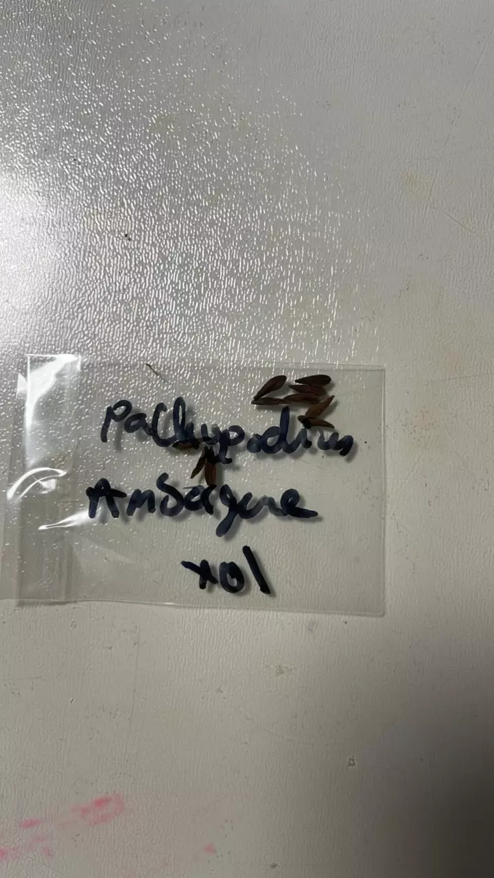 plant/Pachypodium ambongense seed 10x-0