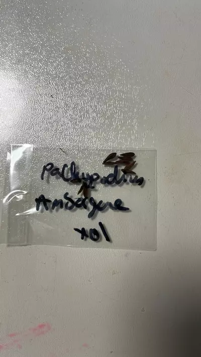 plant/Pachypodium ambongense seed 10x-0-thumbnail