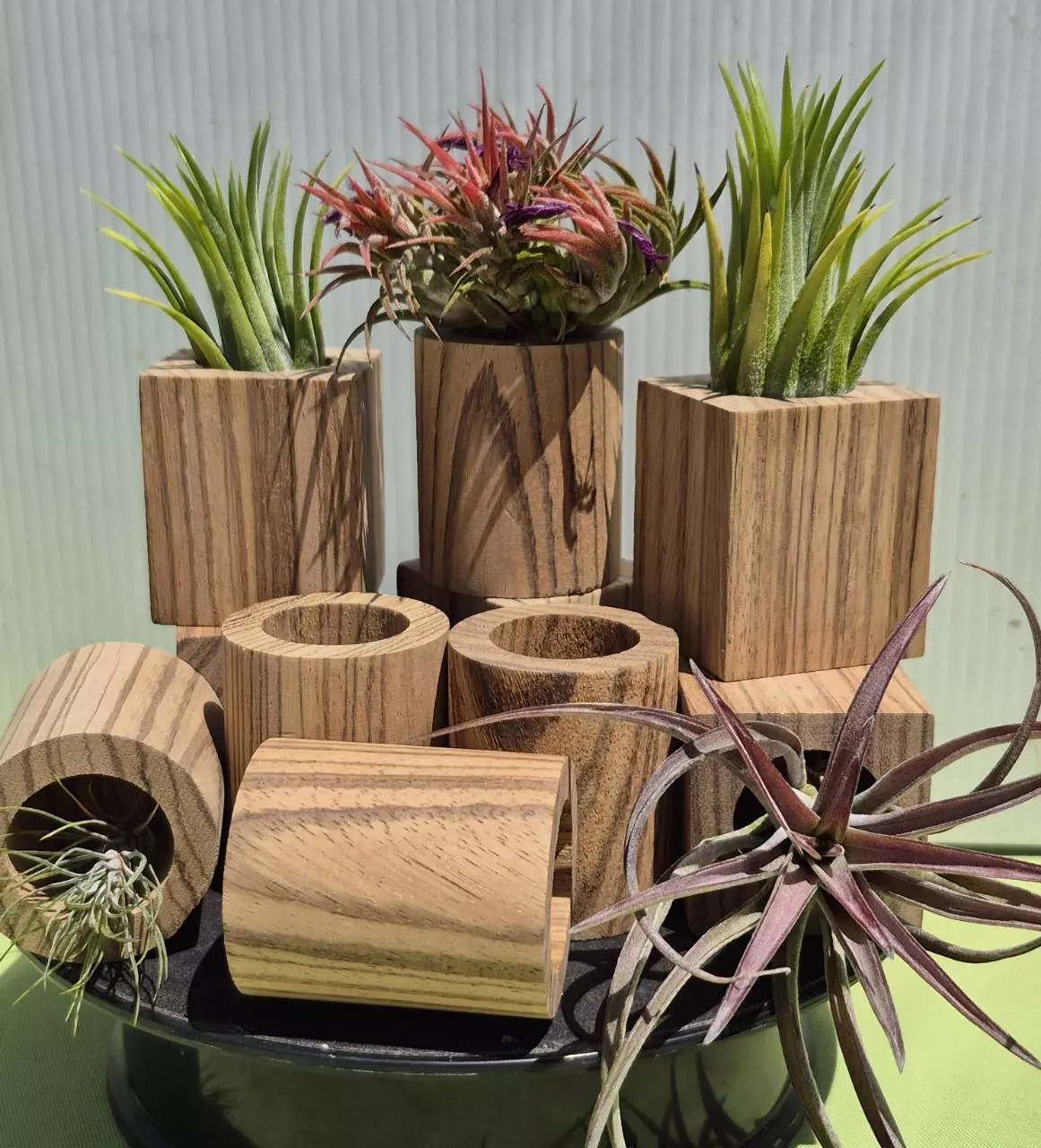 plant/Z1 Zebra wood Tilly pot- round-1