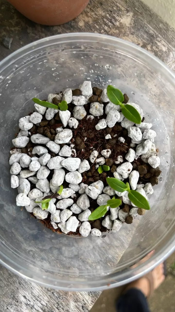 plant/Pachypodium ambongense seed 10x-2