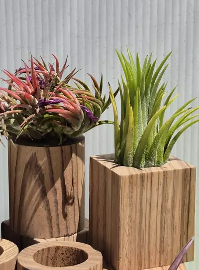 plant/Z1 Zebra wood Tilly pot- round-0-thumbnail