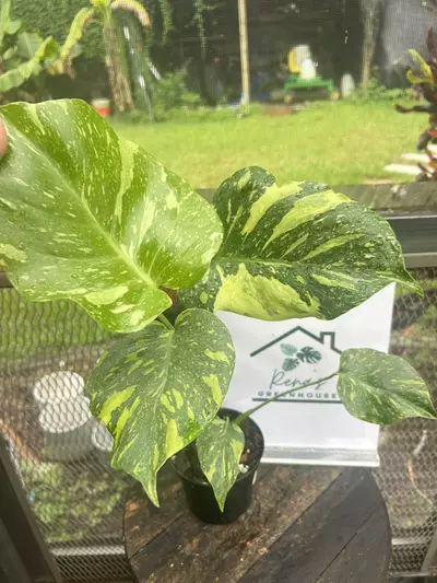 plant/Monstera electrolyte tc-0-thumbnail