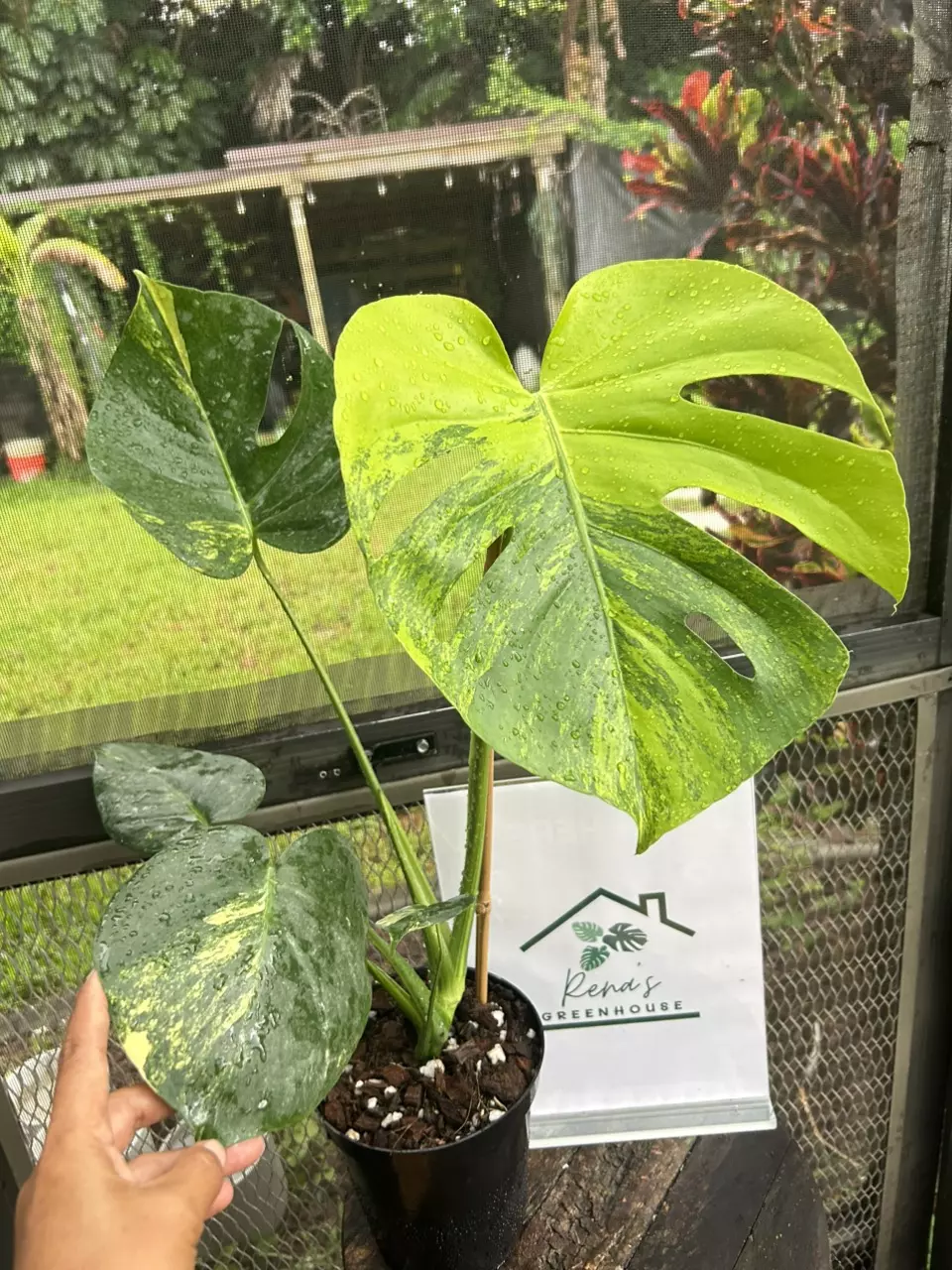 plant/Monstera aurea large form-0