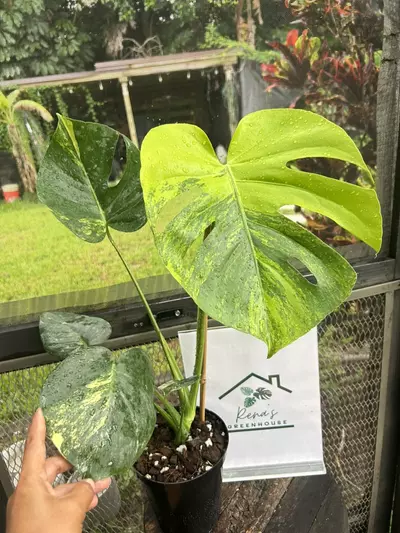 plant/Monstera aurea large form-0-thumbnail