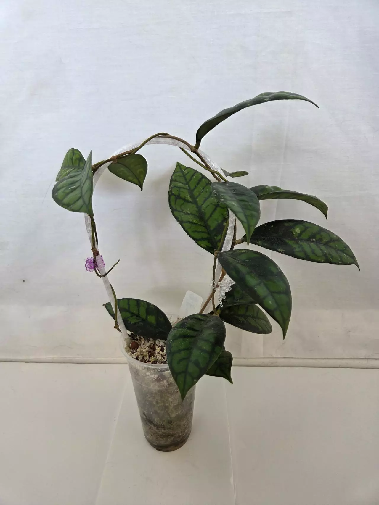 plant/Hoya Callistophylla Black Cat-0