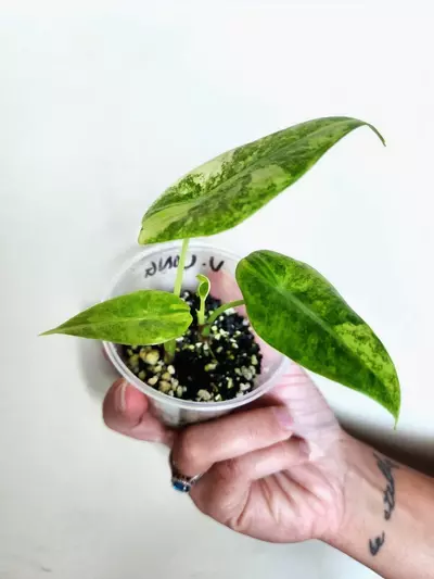 plant/TWO Varigated Longilobas CORM GROWN-1-thumbnail