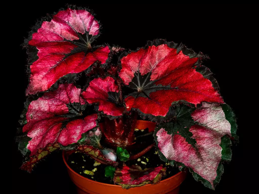 plant/Begonia red kiss starter plant growera choice-0