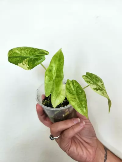 plant/921 TWO Varigated Longilobas CORM GROWN-1-thumbnail