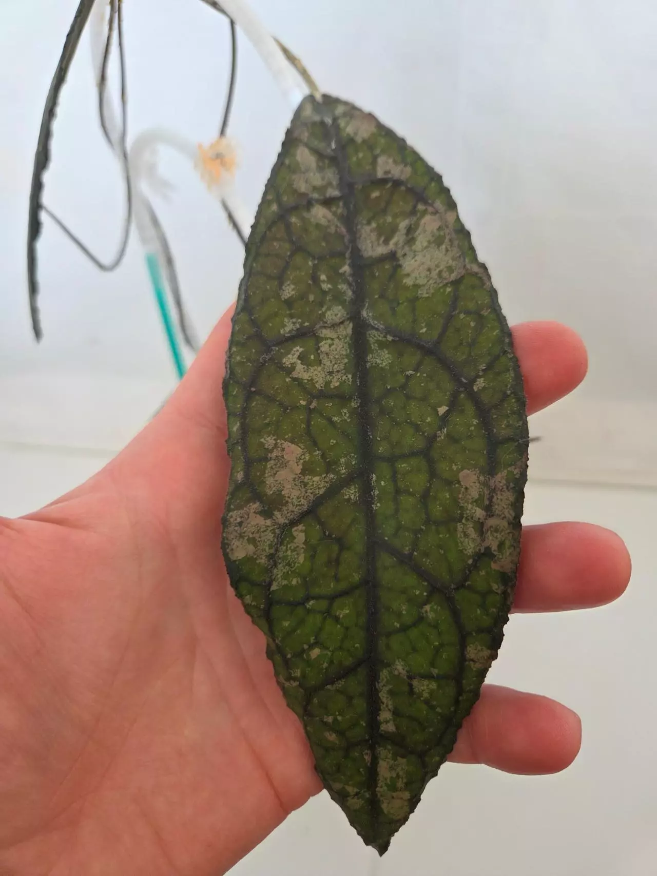 plant/Hoya Clemensorium Black Splash-2
