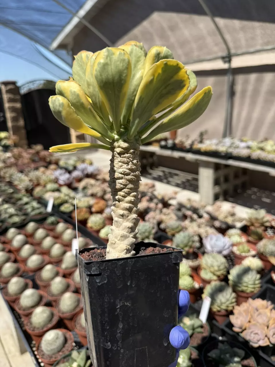 plant/Euphorbia Poisonii variegated 3.75" pot-2