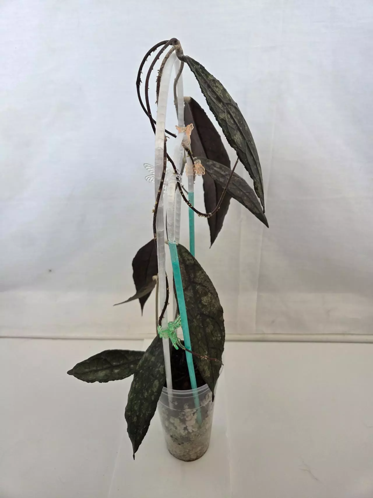 plant/Hoya Clemensorium Black Splash-1