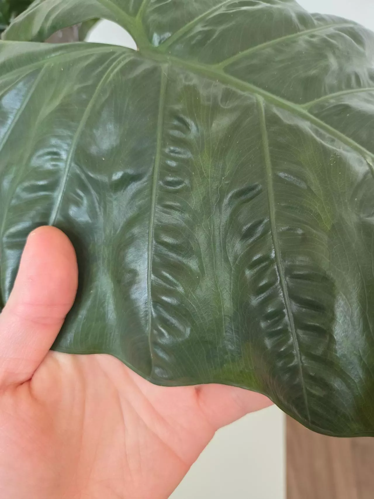 plant/Alocasia Yucatan Princess-3