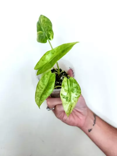 plant/921 TWO Varigated Longilobas CORM GROWN-0-thumbnail