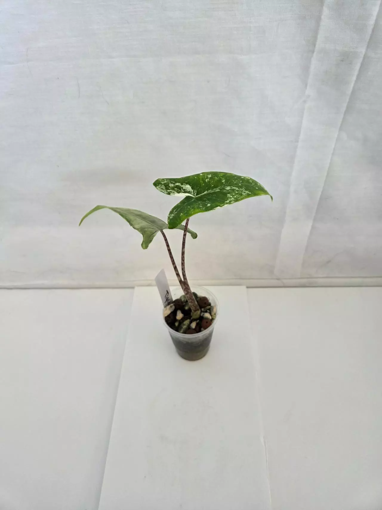 plant/Alocasia Tigrina Superba Variegated-1