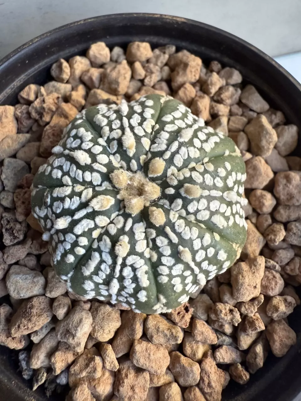 plant/Astrophytum Asterias-0