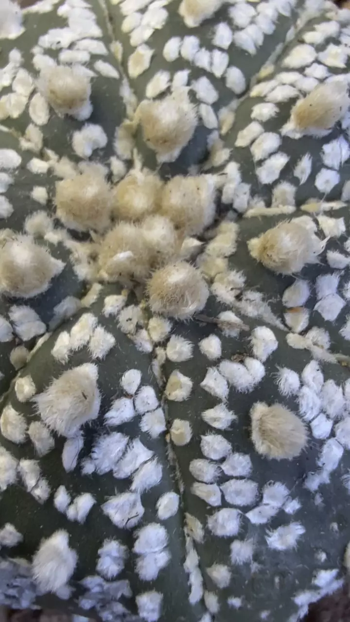 plant/Astrophytum Asterias-3