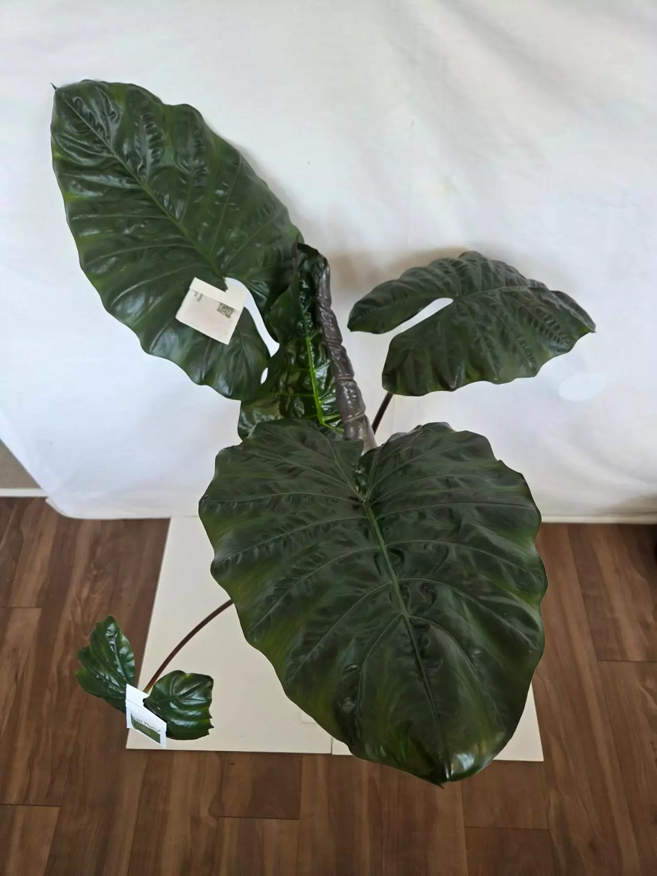 plant/Alocasia Yucatan Princess-0