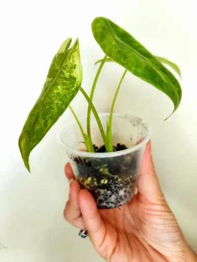 plant/920 TWO Varigated Longiloba CORM GROWN-1-thumbnail