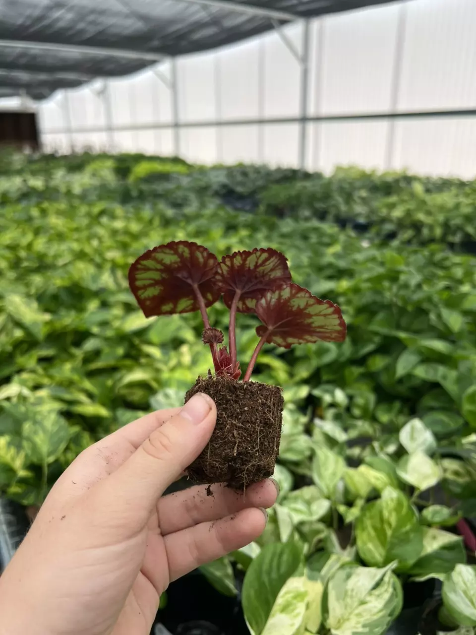 plant/Begonia red kiss starter plant growera choice-8
