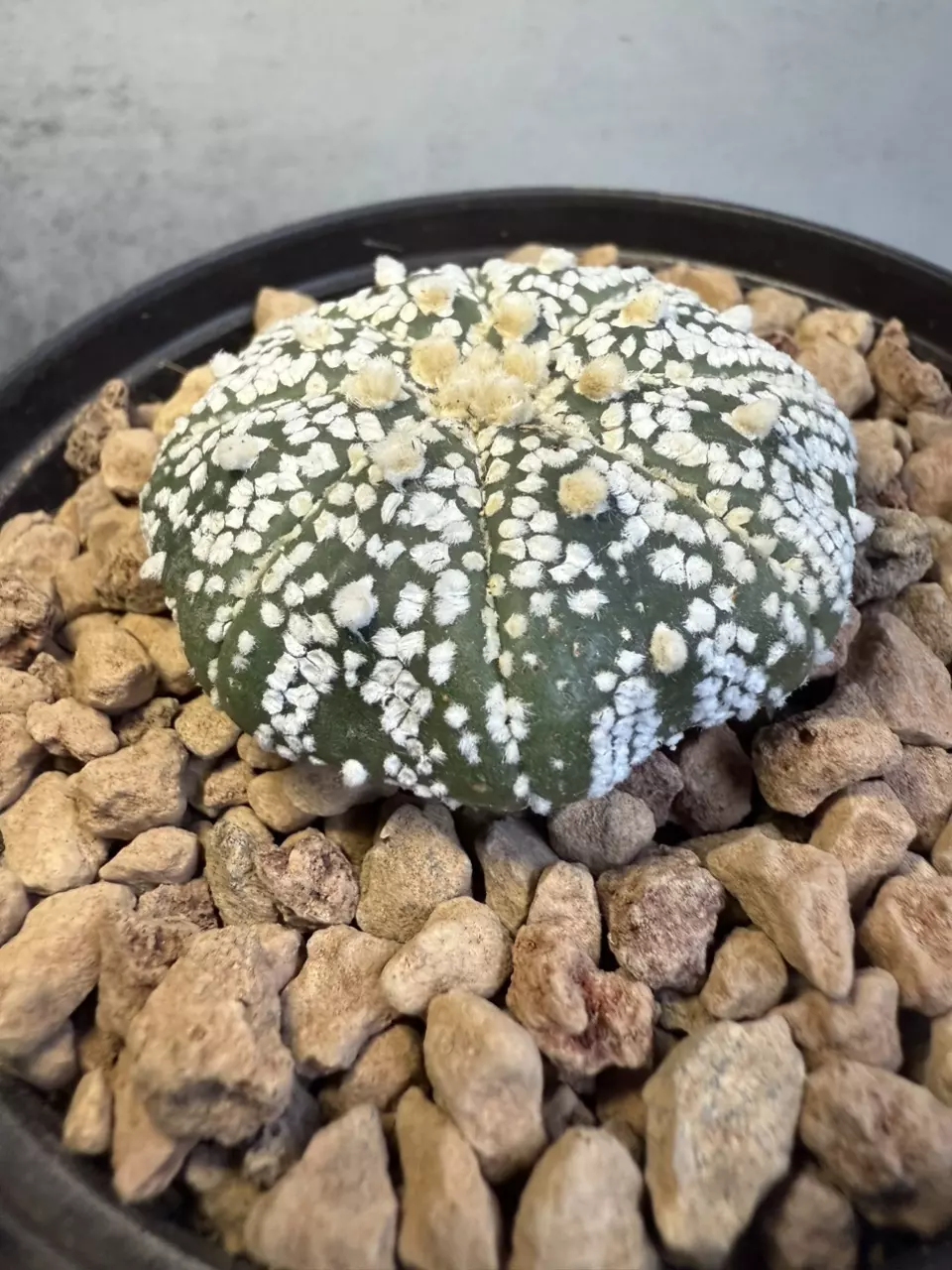 plant/Astrophytum Asterias-1
