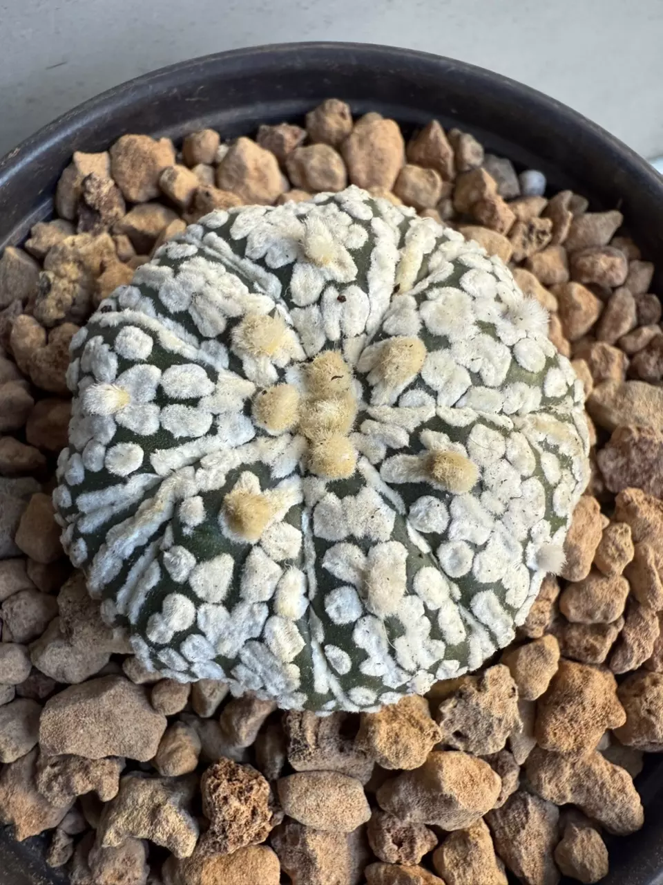 plant/Astrophytum Asterias-0