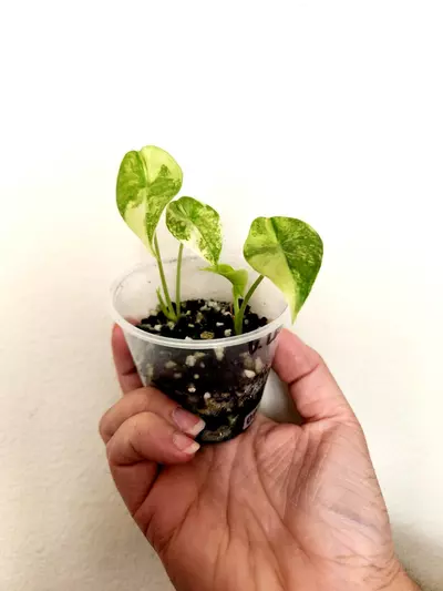 plant/918 TWO Varigated Longiloba CORM GROWN-1-thumbnail