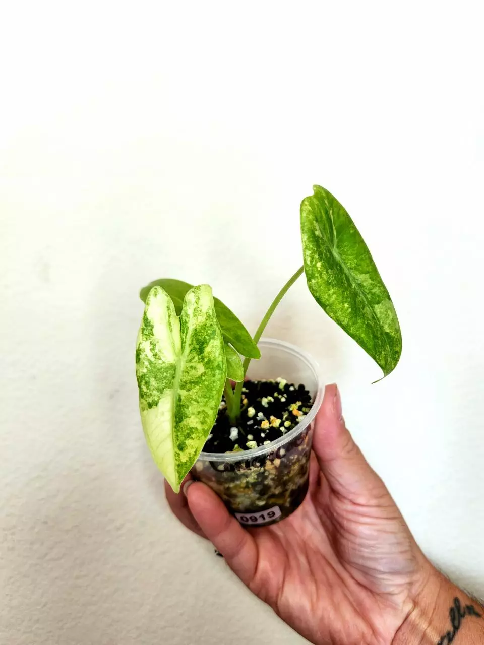 plant/919 ONE varigated longiloba CORM GROWN-0