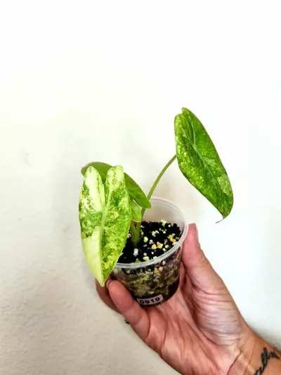 plant/919 ONE varigated longiloba CORM GROWN-0-thumbnail