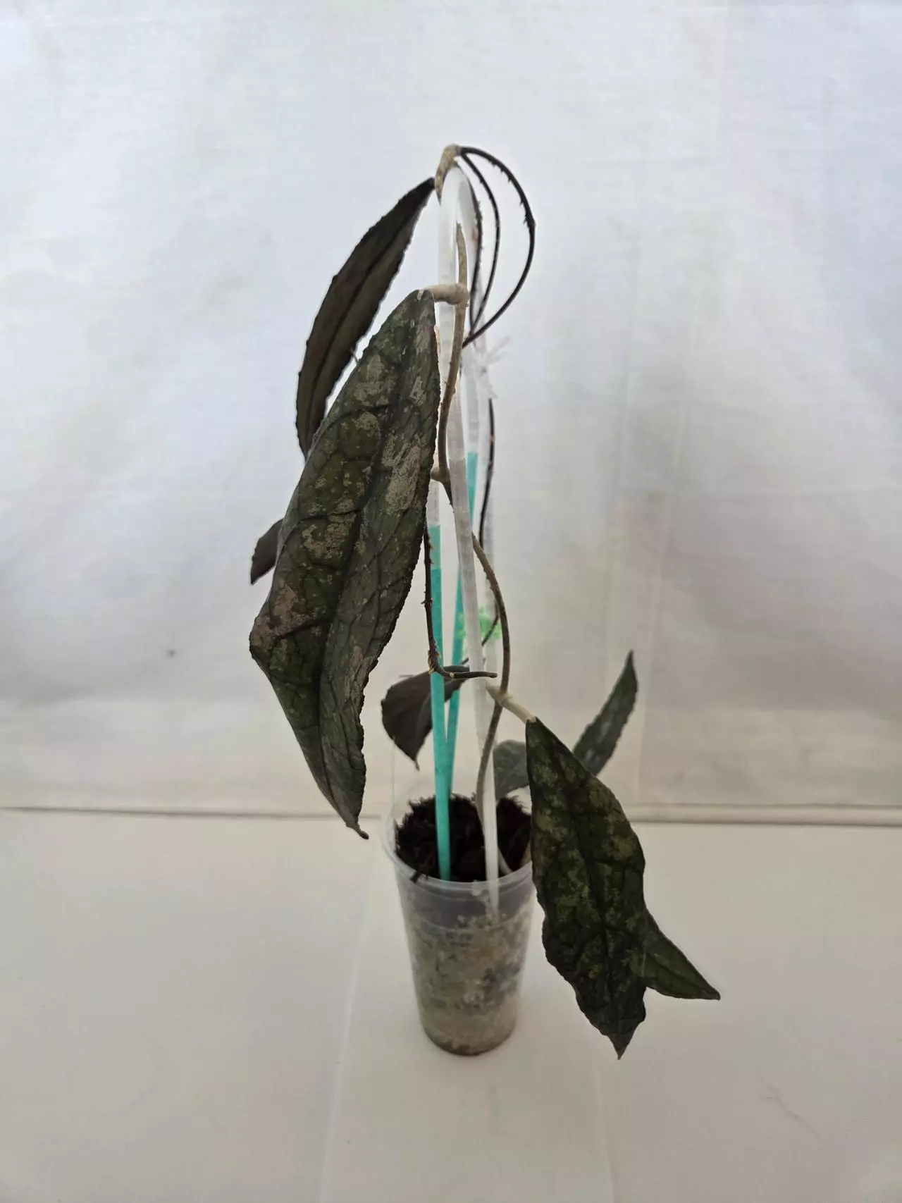 plant/Hoya Clemensorium Black Splash-0