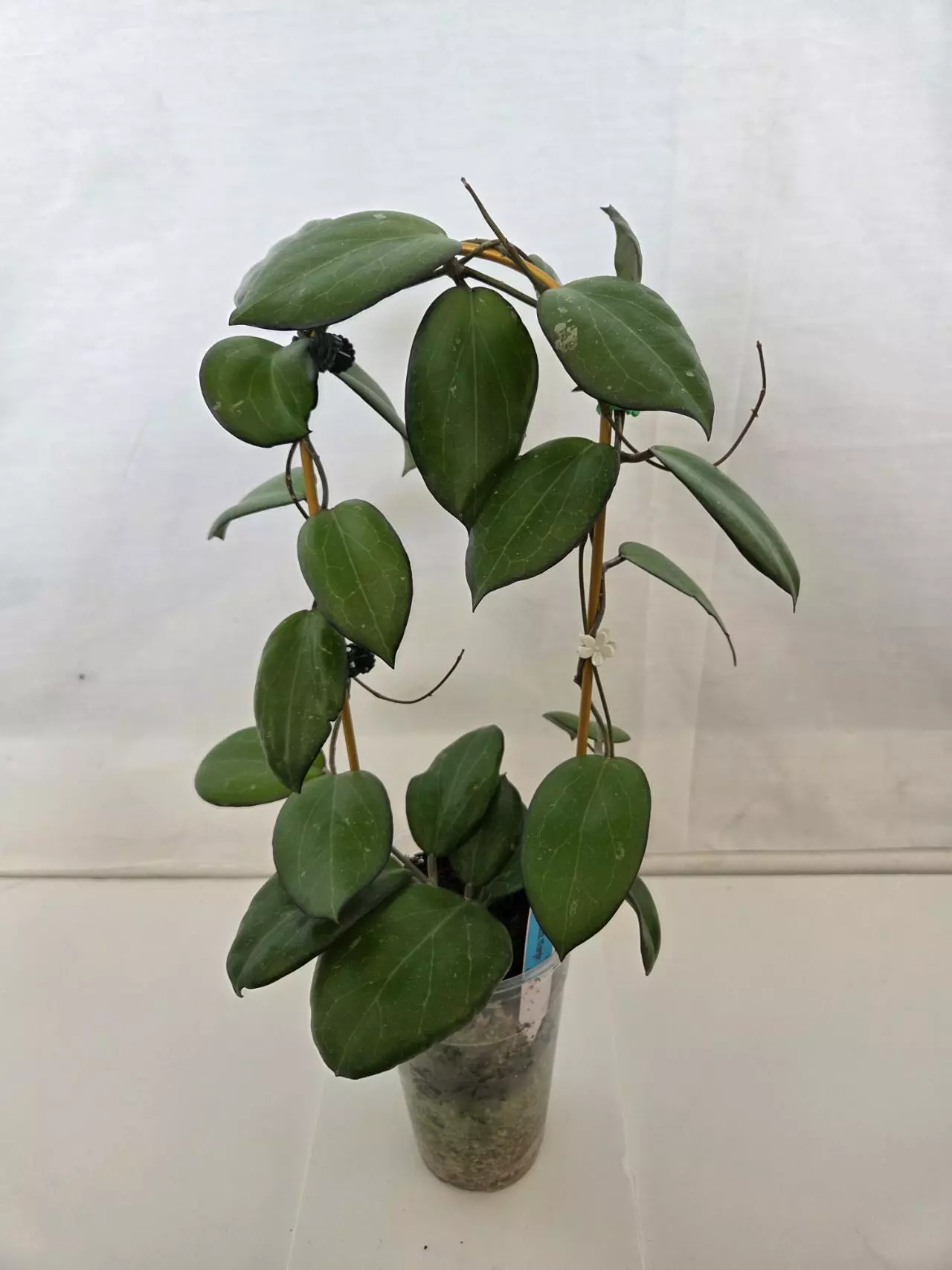 plant/Hoya Fitchii Black Margin-0