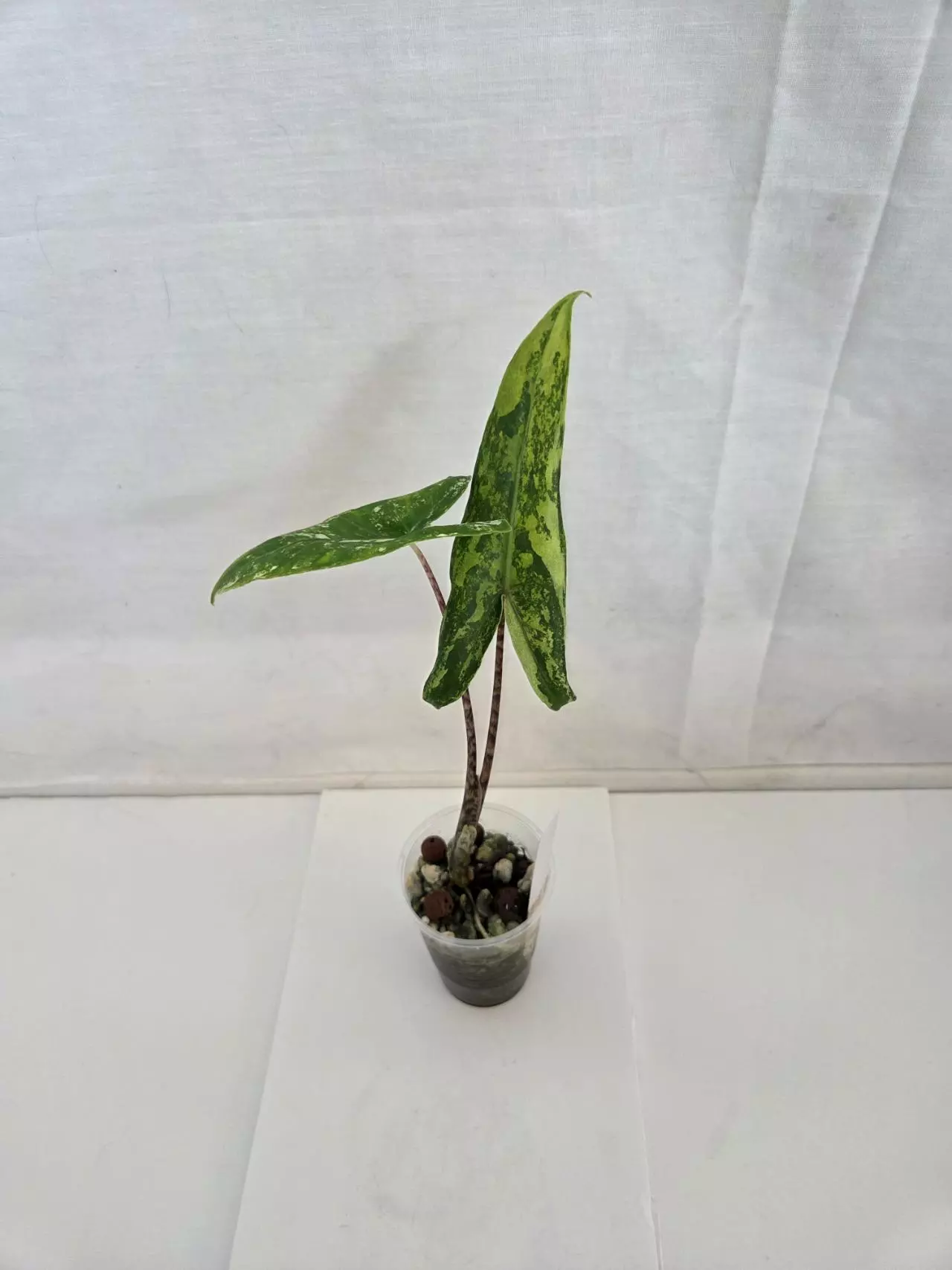 plant/Alocasia Tigrina Superba Variegated-0