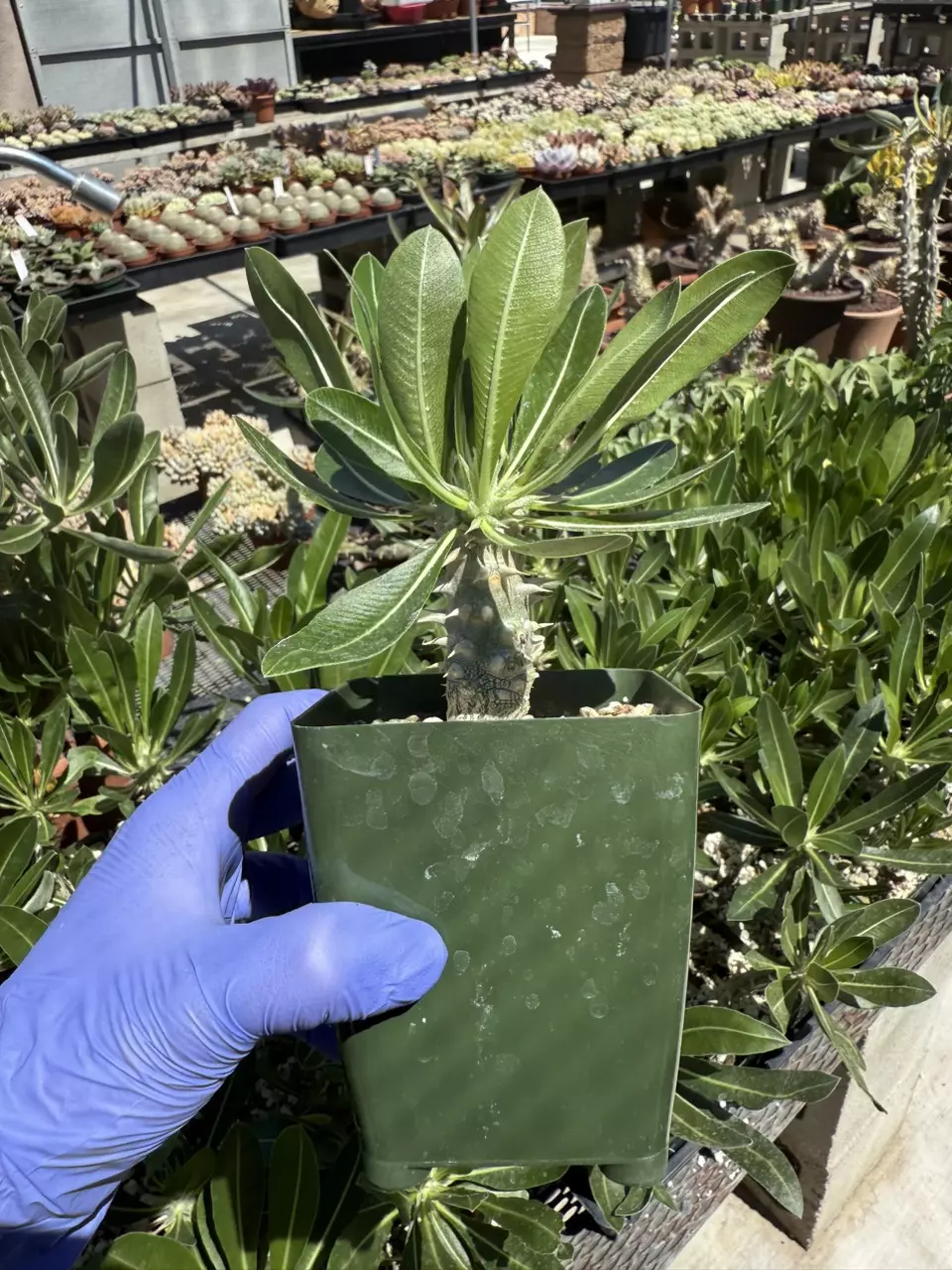 plant/Pachypodium Horembense 3.75" pot-1