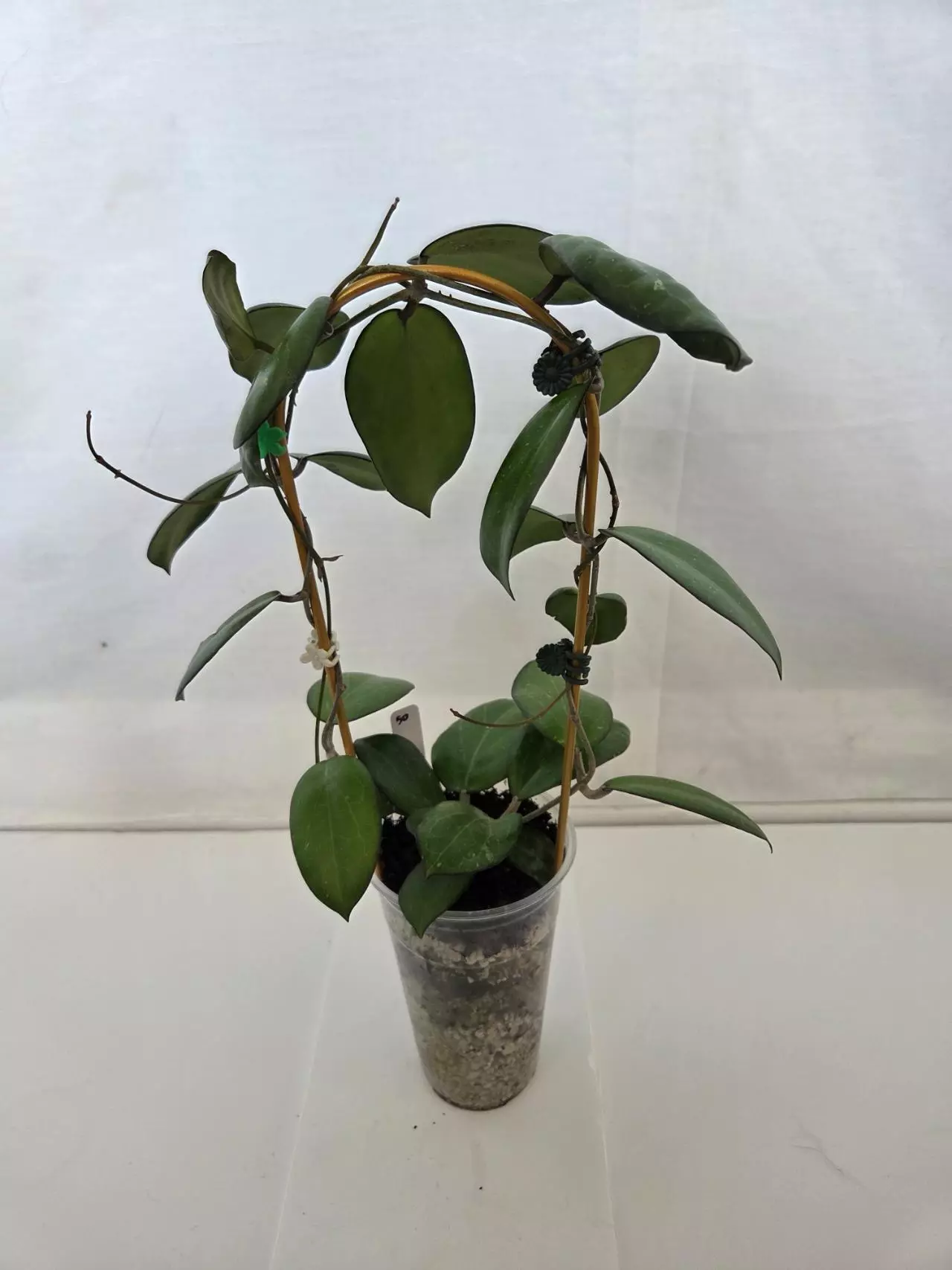 plant/Hoya Fitchii Black Margin-1