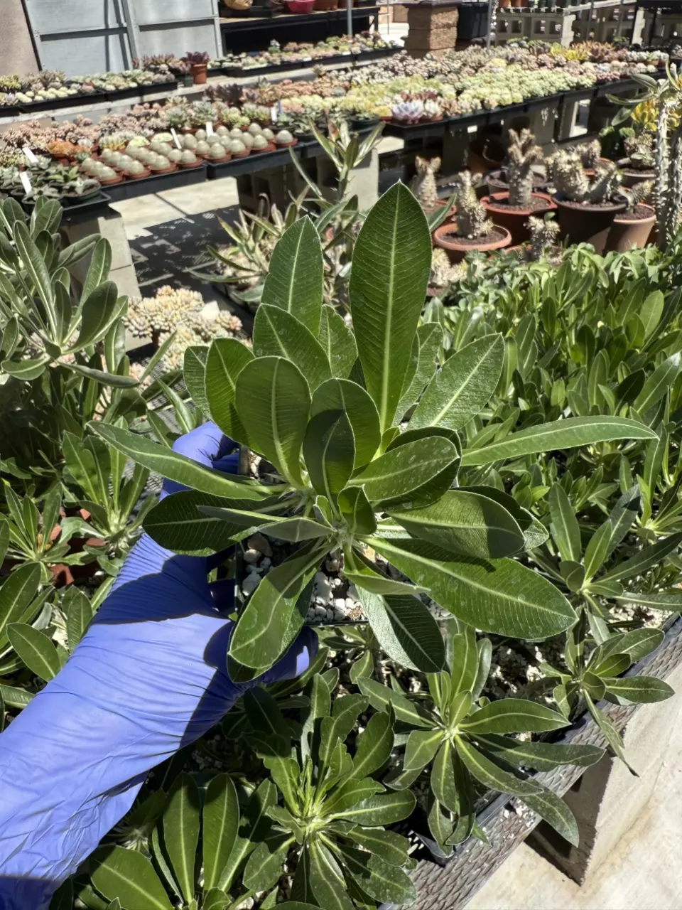 plant/Pachypodium Horembense 3.75" pot-2