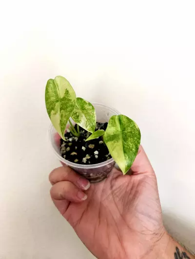 plant/918 TWO Varigated Longiloba CORM GROWN-0-thumbnail