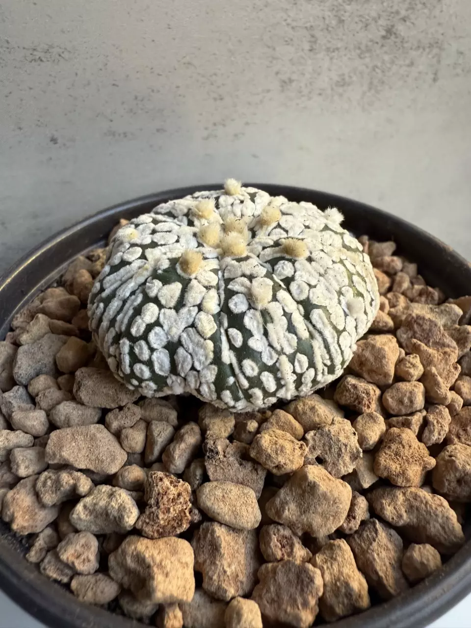 plant/Astrophytum Asterias-1