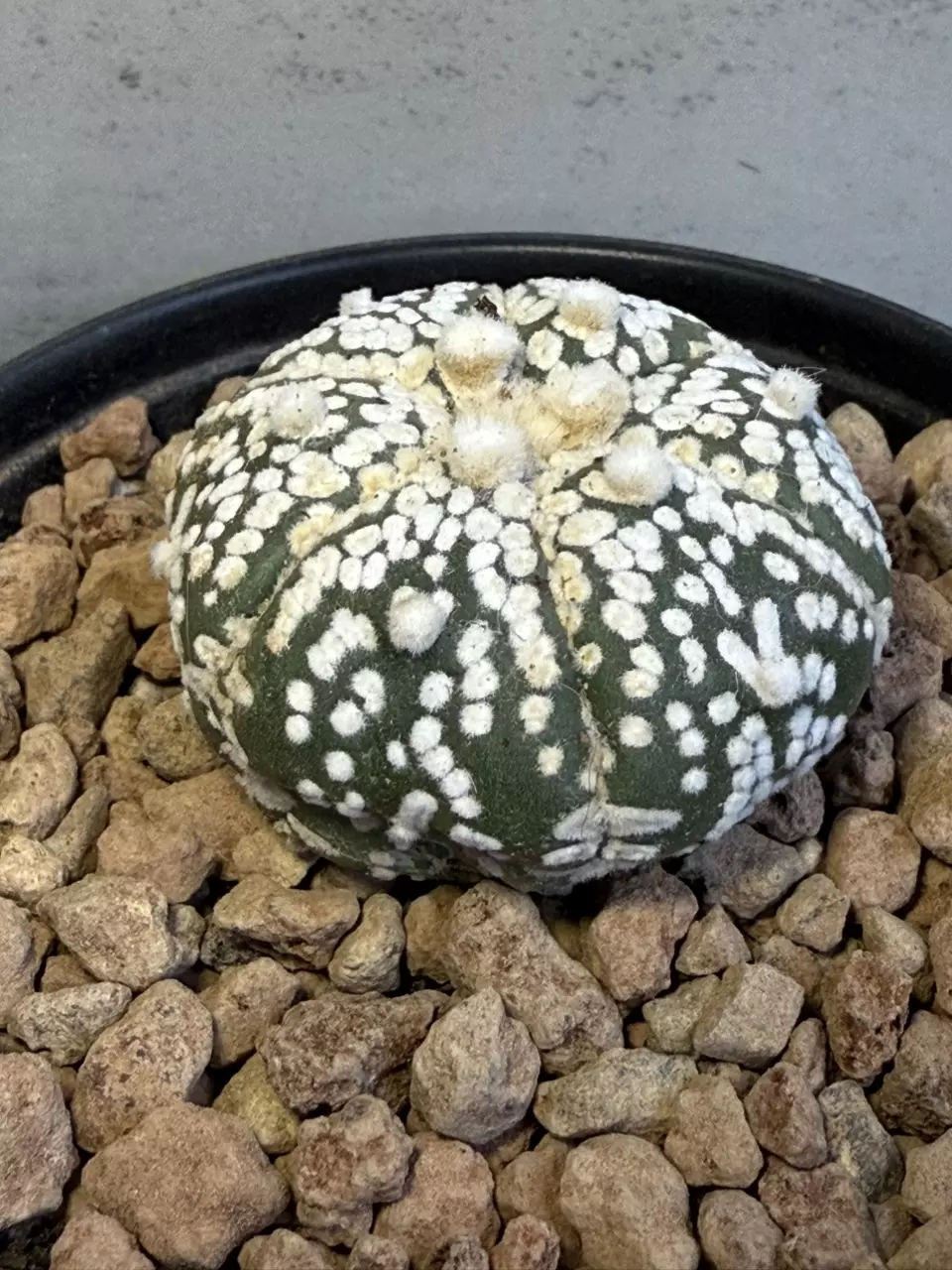 plant/Astrophytum Asterias-1