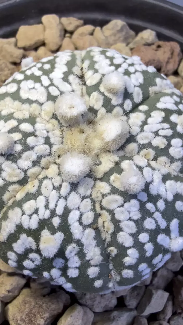plant/Astrophytum Asterias-3