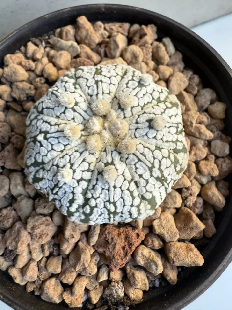 plant/Astrophytum Asterias-0