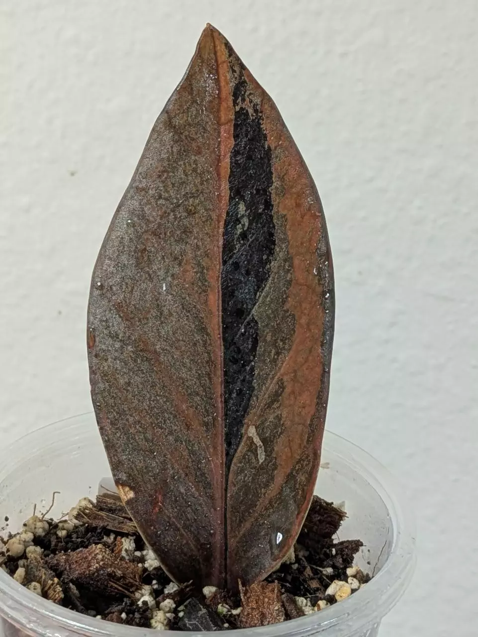 plant/raven zz variegated (Zamioculcas zamiifolia) 0031-1
