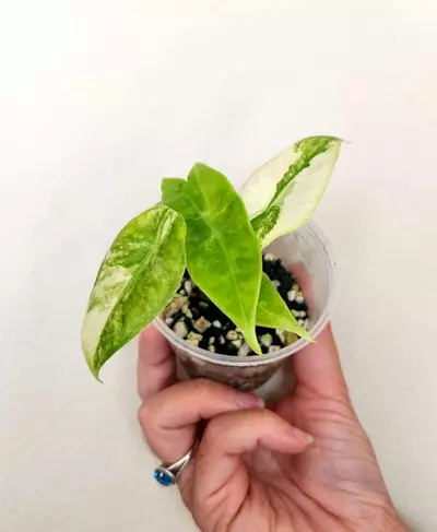 plant/917 TWO Varigated longiloba (CORM GROWN)-0-thumbnail