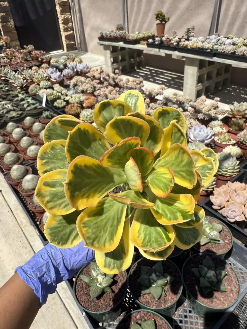 plant/Euphorbia Poisonii variegated 3.75" pot-1