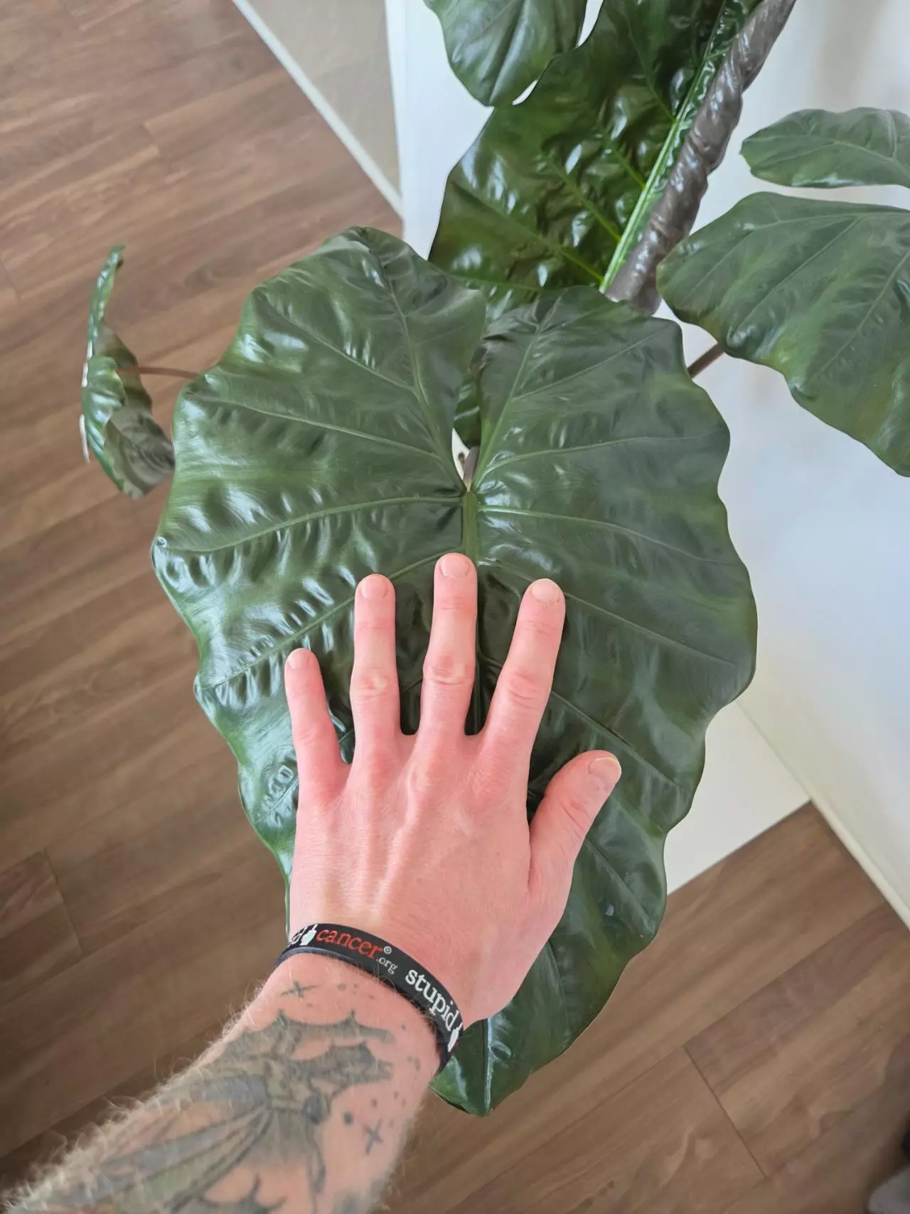 plant/Alocasia Yucatan Princess-1
